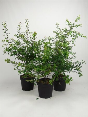 Prunus spinosa 60-80 cm cont. 7,5L