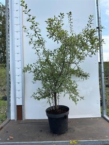 Prunus spinosa 80-100 cm cont. 7,5L