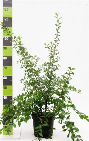Prunus spinosa 80-100 cm cont. 7,5L - image 2