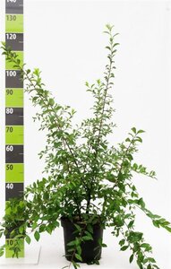 Prunus spinosa 80-100 cm cont. 7,5L - image 2