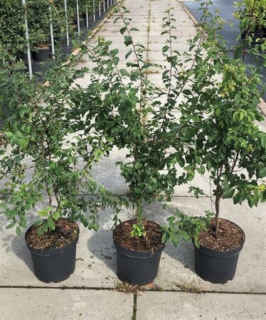 Prunus spinosa 80-100 cm cont. 7,5L