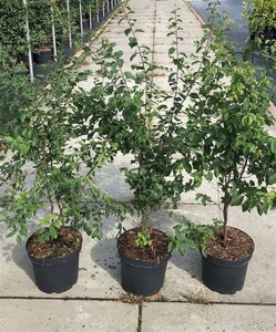 Prunus spinosa 80-100 cm cont. 7,5L