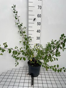 Prunus spinosa geen maat specificatie cont. 3,0L