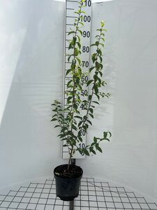 Prunus spinosa geen maat specificatie cont. 3,0L