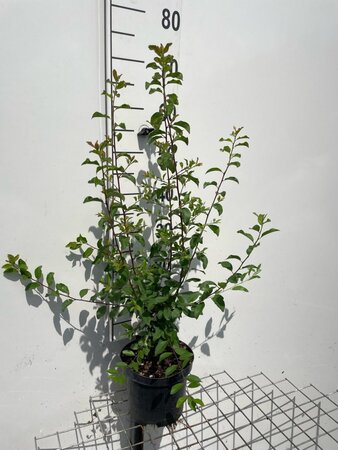 Prunus spinosa geen maat specificatie cont. 3,0L