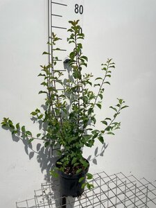 Prunus spinosa geen maat specificatie cont. 3,0L