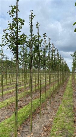 Prunus 'Spire' 18-20 Hoogstam draadkluit 3 X verplant - afbeelding 1