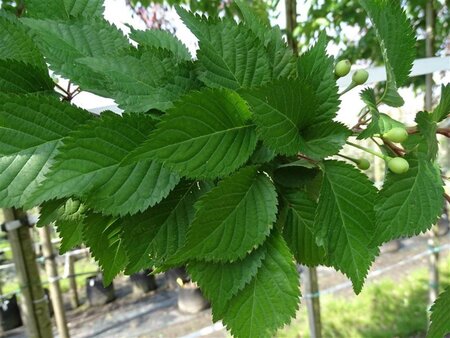 Prunus 'Spire' 18-20 Hoogstam draadkluit 3 X verplant - afbeelding 2