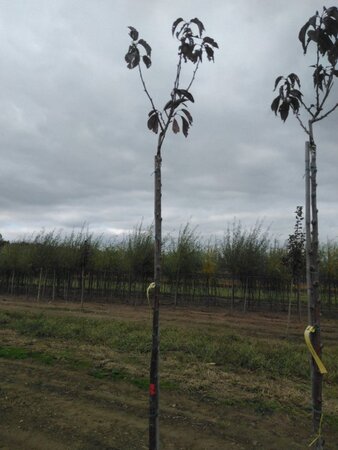 Prunus ser. 'Royal Burgundy' 10-12 Hoogstam wortelgoed