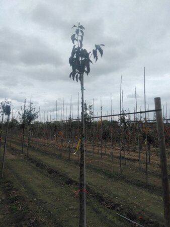 Prunus ser. 'Royal Burgundy' 10-12 Hoogstam wortelgoed - afbeelding 2