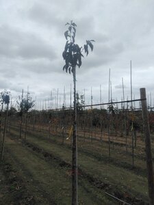 Prunus ser. 'Royal Burgundy' 10-12 Hoogstam wortelgoed - afbeelding 2