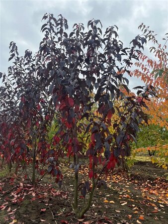 Prunus ser. 'Royal Burgundy' 350-400 cm draadkluit meerstammig