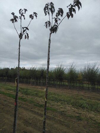 Prunus ser. 'Royal Burgundy' 8-10 Hoogstam wortelgoed