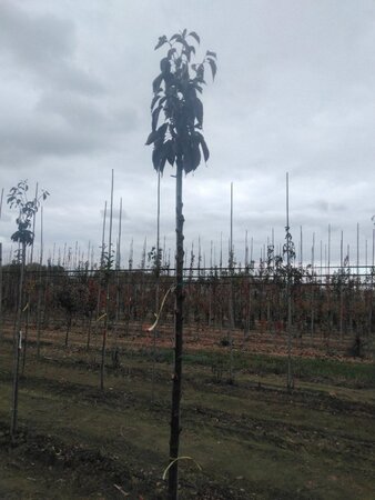 Prunus ser. 'Royal Burgundy' 8-10 Hoogstam wortelgoed - afbeelding 2