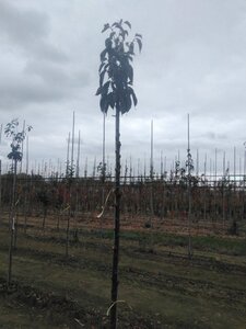 Prunus ser. 'Royal Burgundy' 8-10 Hoogstam wortelgoed - afbeelding 2