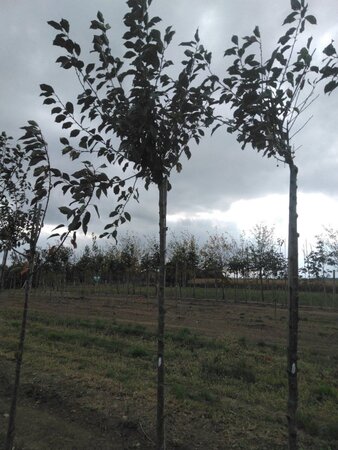 Prunus c. 'Kelleris 16' 12-14 Hoogstam wortelgoed 2 X verplant - afbeelding 5