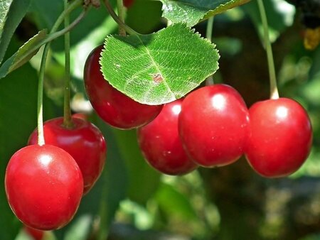 Prunus c. 'Kelleris 16' dubbele U met rek wortelgoed - afbeelding 4