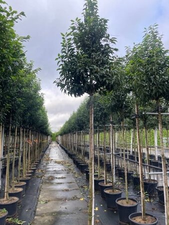 Prunus lusitanica 'Angustifolia' 10-12 Hoogstam cont. 35L