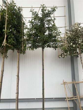 Prunus lusitanica 'Angustifolia' 10-12 Hoogstam cont. 35L SCHERM,br120xh120 180 cm stam - afbeelding 3