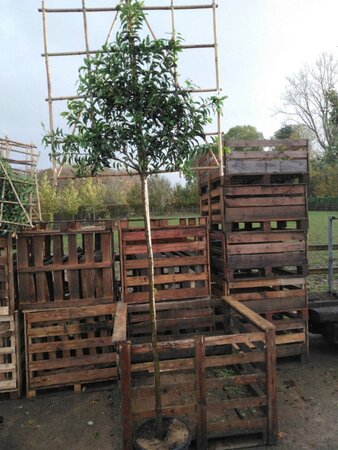 Prunus lusitanica 'Angustifolia' 10-12 STA cont. 35L screen,br120xh120 180 cm stem - image 1