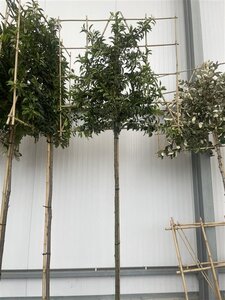 Prunus lusitanica 'Angustifolia' 10-12 STA cont. 35L screen,br120xh120 180 cm stem - image 3