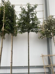 Prunus lusitanica 'Angustifolia' 10-12 STA cont. 35L screen,br120xh120 180 cm stem - image 3