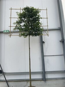 Prunus lusitanica 'Angustifolia' 10-12 STA cont. 35L screen,br150xh120 180 cm stem - image 2