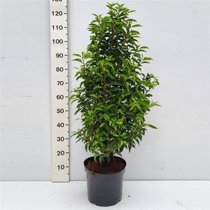 Prunus lusitanica 'Angustifolia' 120-140 cm cont. 20L