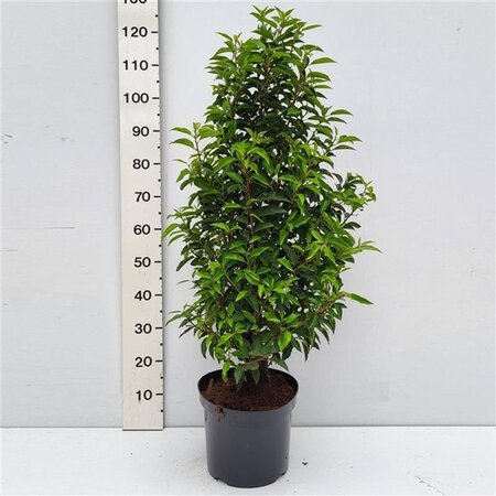 Prunus lusitanica 'Angustifolia' 120-140 cm cont. 20L - afbeelding 2