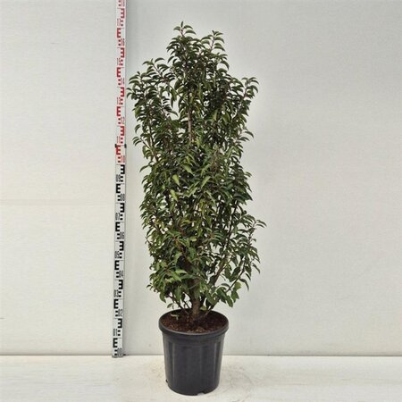 Prunus lusitanica 'Angustifolia' 120-140 cm cont. 20L - afbeelding 2