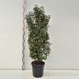 Prunus lusitanica 'Angustifolia' 120-140 cm cont. 20L - afbeelding 2