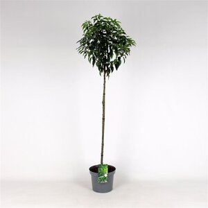 Prunus lusitanica 'Angustifolia' 120 cm stam cont. 12L