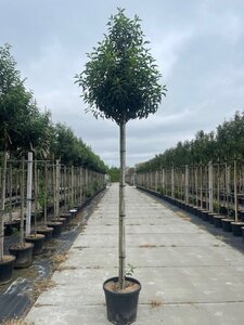 Prunus lusitanica 'Angustifolia' 12-14 Hoogstam cont. 35L - afbeelding 2