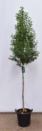 Prunus lusitanica 'Angustifolia' 12-14 Hoogstam cont. 35L - afbeelding 3