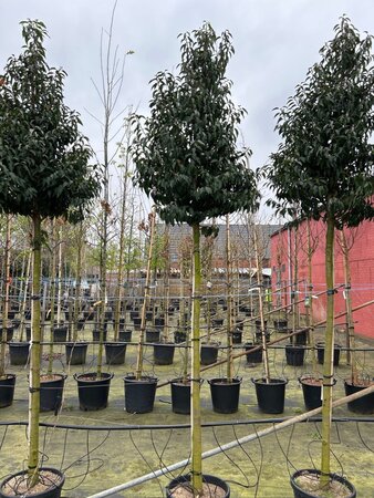 Prunus lusitanica 'Angustifolia' 12-14 Hoogstam cont. 35L - afbeelding 4