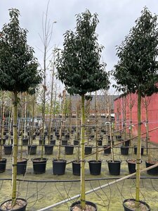 Prunus lusitanica 'Angustifolia' 12-14 Hoogstam cont. 35L - afbeelding 4