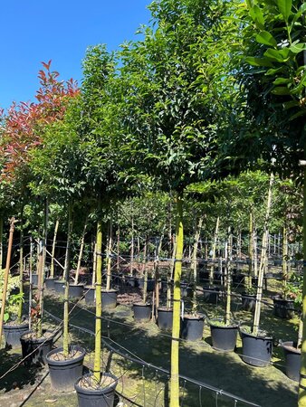 Prunus lusitanica 'Angustifolia' 12-14 STA cont. 35L - image 3