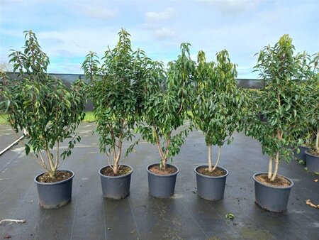 Prunus lusitanica 'Angustifolia' 125-150 cm cont. 20L - afbeelding 2
