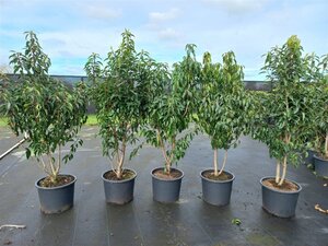 Prunus lusitanica 'Angustifolia' 125-150 cm cont. 20L - afbeelding 2