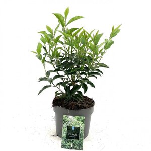 Prunus lusitanica 'Angustifolia' 20-30 cm cont. 2,0L