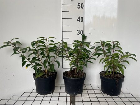 Prunus lusitanica 'Angustifolia' 20-30 cm cont. 2,0L