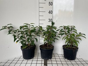 Prunus lusitanica 'Angustifolia' 20-30 cm cont. 2,0L