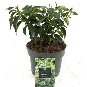 Prunus lusitanica 'Angustifolia' 20-30 cm cont. 2,0L