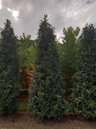 Prunus lusitanica 'Angustifolia' 250-300 cm draadkluit - afbeelding 6