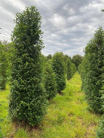 Prunus lusitanica 'Angustifolia' 250-300 cm draadkluit - afbeelding 7