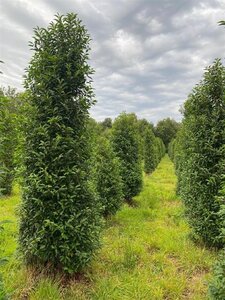 Prunus lusitanica 'Angustifolia' 250-300 cm draadkluit - afbeelding 7