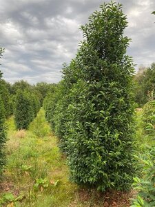 Prunus lusitanica 'Angustifolia' 250-300 cm draadkluit - afbeelding 8