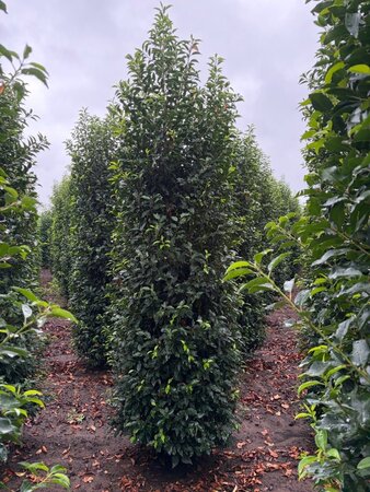 Prunus lusitanica 'Angustifolia' 250-300 cm draadkluit - afbeelding 8