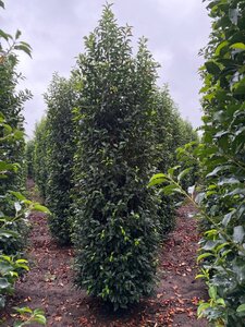 Prunus lusitanica 'Angustifolia' 250-300 cm draadkluit - afbeelding 8