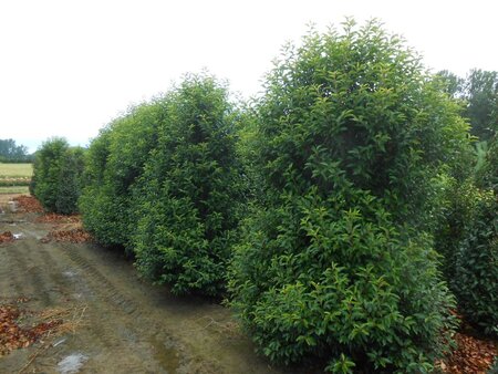 Prunus lusitanica 'Angustifolia' 250-300 cm draadkluit - afbeelding 3